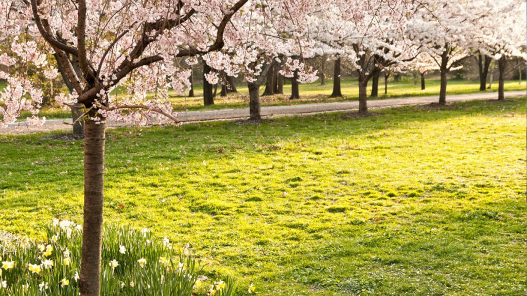 Surviving Seasonal Allergies