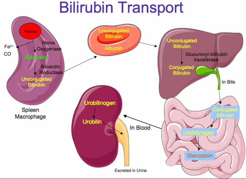 Bilirubin 810x591 