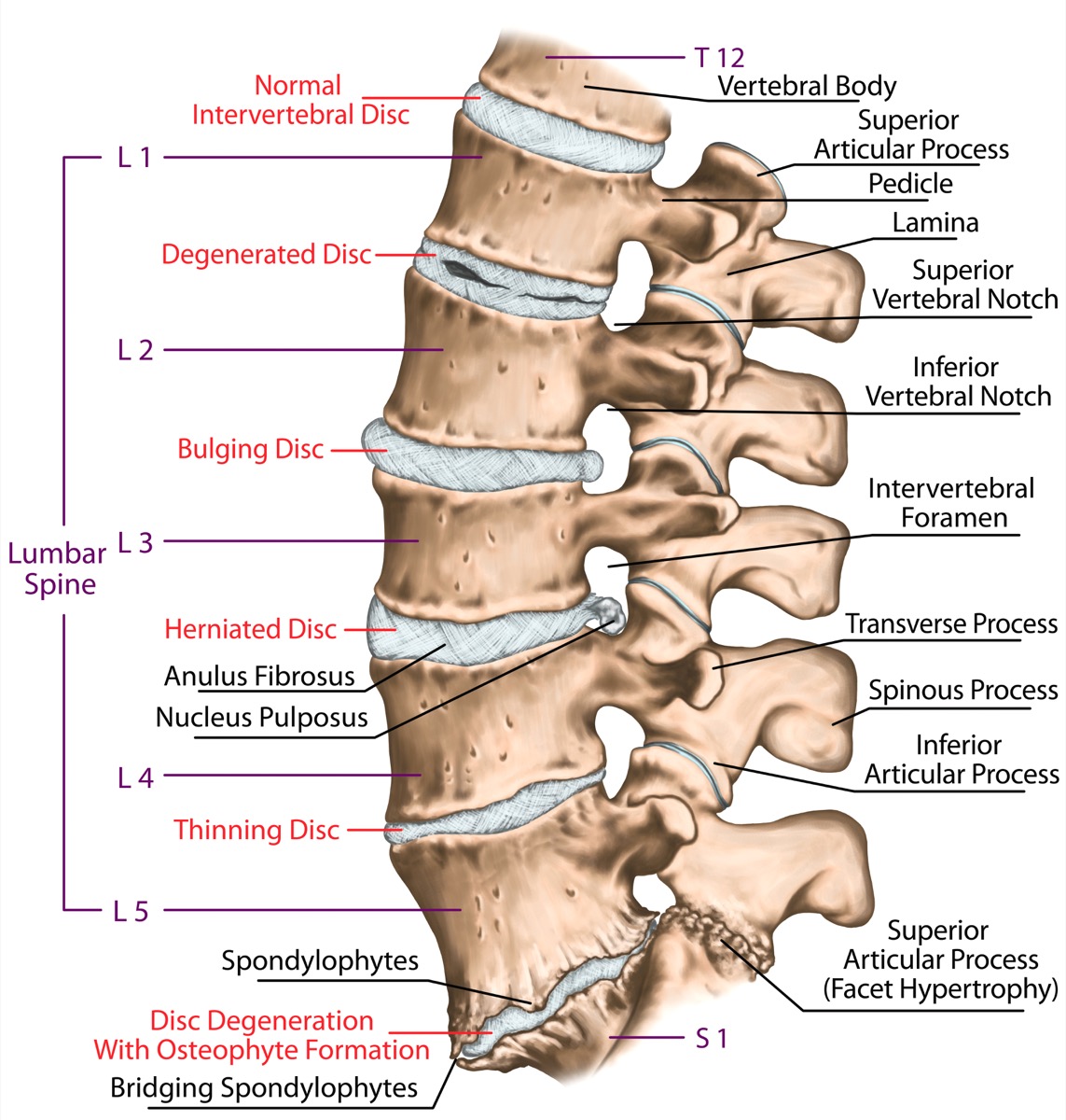 upper lumbar region