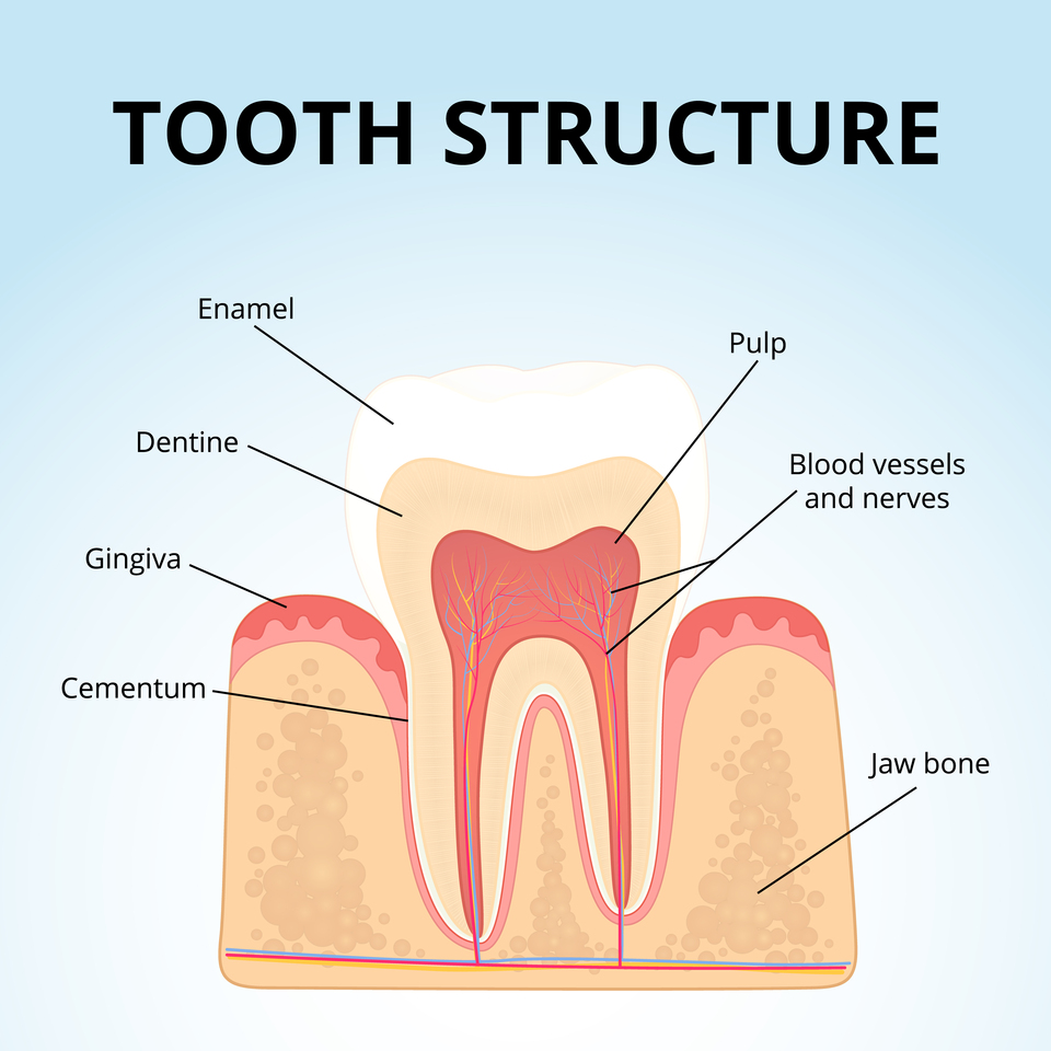 Строение зуба человека схема